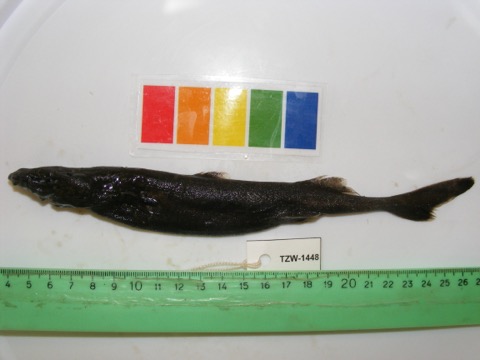 Tissue Collection specimen photograph of Etmopterus compagnoi in profile; not to scale.