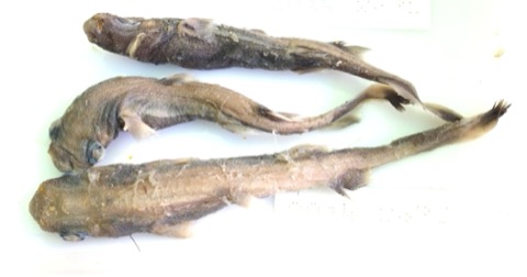 Museum specimen photograph of Etmopterus dianthus showing the lanternshark body in profile; not to scale.
