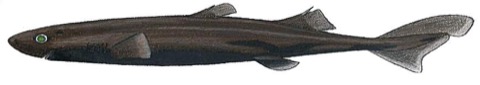 Broadbanded lanternshark specimen photograph showing the slim body and dusky coloration; not to scale.