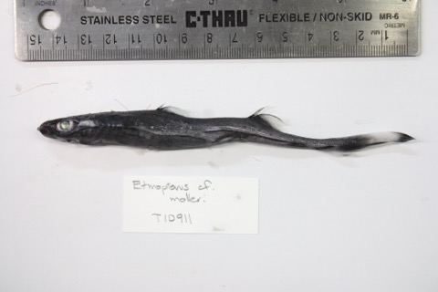 University of Kansas specimen photograph of Etmopterus molleri in profile; not to scale.