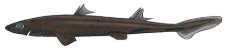 Illustration of Etmopterus robinsi in lateral view; not to scale.