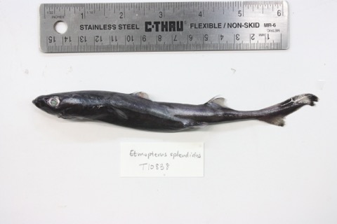University of Kansas specimen photograph of Etmopterus splendidus in profile; not to scale.