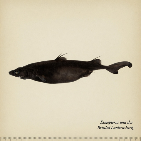 Generated editorial rendering of Etmopterus unicolor using the PocketShark reference-assisted workflow, shown in lateral specimen-board profile as a dark lanternshark study; not to scale.