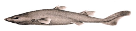 Historical illustration of Etmopterus villosus in lateral view; not to scale.