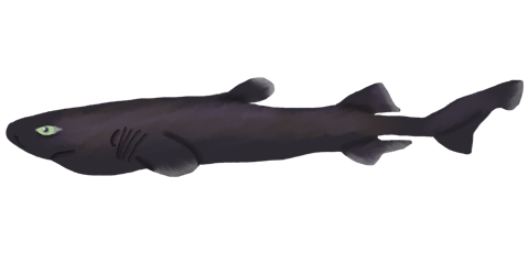 Digital illustration of Euprotomicroides zantedeschia in lateral view; not to scale.