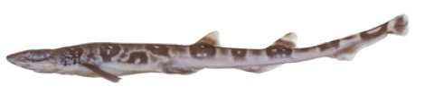 Australian sawtail catshark specimen profile from the Australian National Fish Collection; not to scale.