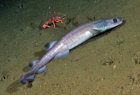 Filetail catshark reference photograph showing the narrow tail and elongated catshark body; not to scale.
