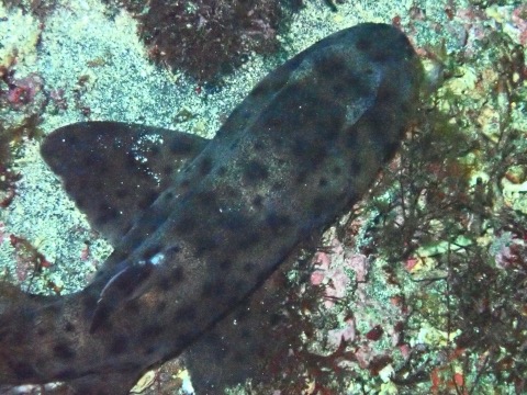 Galapagos bullhead shark photograph showing the stout head and raised eye ridges; not to scale.