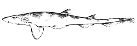 Antilles catshark scientific illustration showing the slim body and patterned flanks; not to scale.