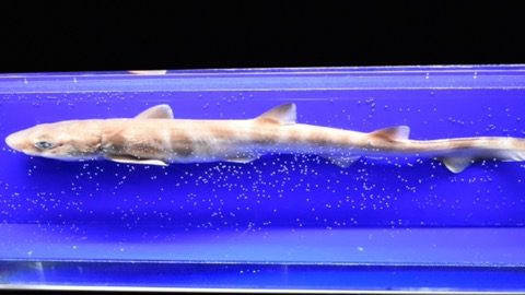 Immersion specimen of Galeus nipponensis in lateral view; not to scale.