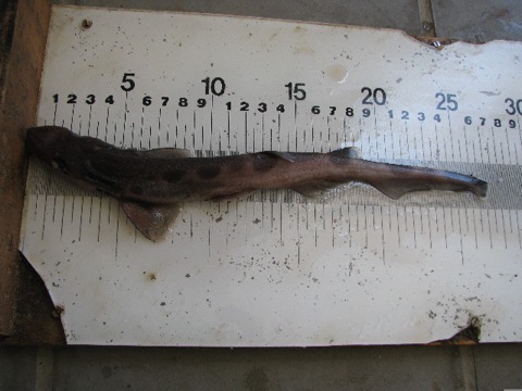 Galeus polli specimen photograph showing the long tail and narrow head; not to scale.