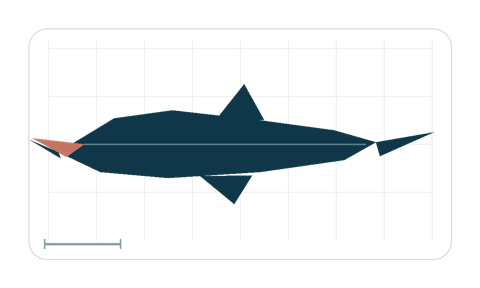 Silhouette study emphasizing the long snout and protruding jaw profile; not to scale.