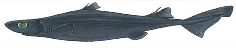 Great lanternshark reference photograph showing the dark body and narrow lanternshark profile; not to scale.
