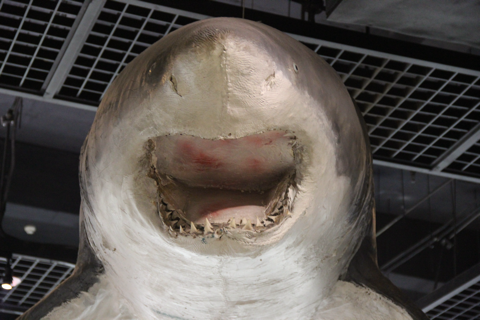 Great white shark specimen photograph used as bundled guide art.