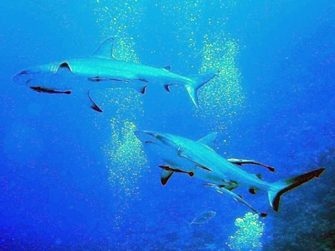 Grey reef shark underwater photograph showing the stocky body and dark tail margin; not to scale.