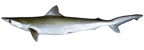 Grey sharpnose shark reference photograph showing the slender body and pointed snout; not to scale.