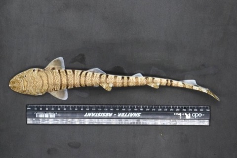 Specimen image of Halaelurus lineatus in profile from the Stellenbosch University / BOLD record; not to scale.