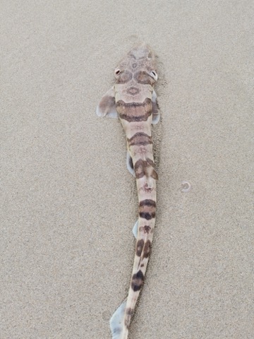 Observation photograph of Halaelurus natalensis in profile; not to scale.