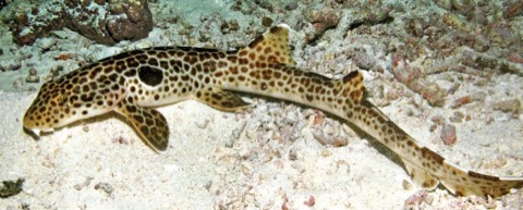 Leopard epaulette shark photograph used as a reference image for Hemiscyllium freycineti surfaces; not to scale.