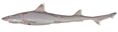 Hemitriakis falcata specimen profile from the Australian National Fish Collection; not to scale.