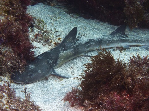 Japanese topeshark photograph showing the long snout and slim houndshark body; not to scale.