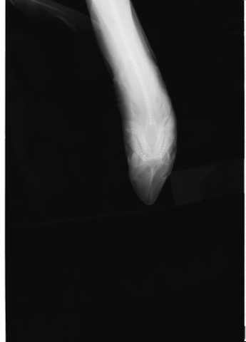 USNM specimen photograph of Hemitriakis leucoperiptera in lateral view; not to scale.