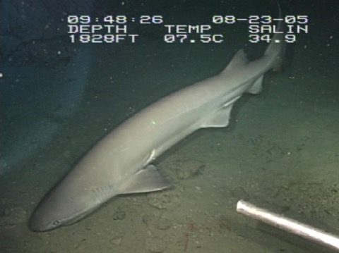 Bluntnose sixgill shark photographed in open water with the long dorsal profile visible; not to scale.