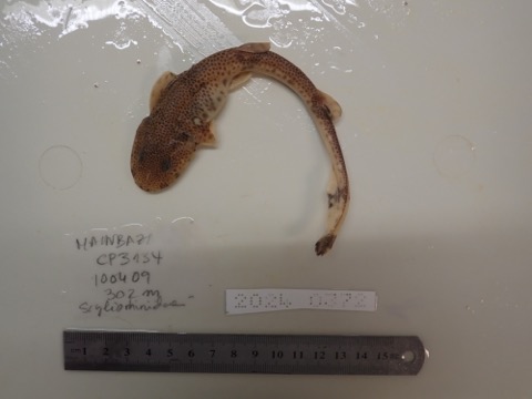 Museum specimen photograph of Holohalaelurus grennian in profile; not to scale.