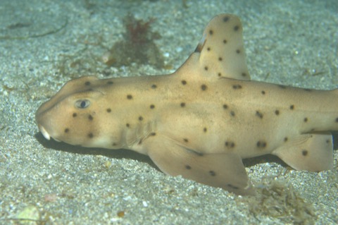 Horn shark photograph showing the blunt head and raised brow ridges; not to scale.