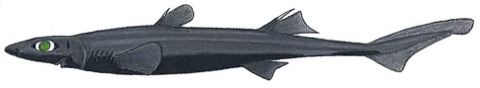 Lined lanternshark reference photograph showing the small dark body and luminous shark proportions; not to scale.