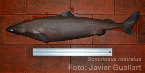 Little sleeper shark reference photograph showing the heavy body and blunt head; not to scale.