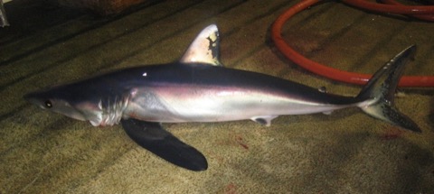Longfin mako reference photograph highlighting the unusually long pectoral fins; not to scale.