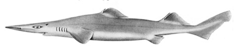 Historic longsnout dogfish illustration showing the long snout and deep-sea fin profile; not to scale.