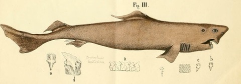 Historic lowfin gulper shark plate showing the slender body and deep-sea fin placement; not to scale.