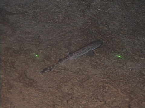 Marbled catshark photograph showing the slim sawtail catshark body and mottled pattern; not to scale.