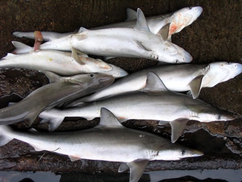 Milk shark photograph showing the slim body and pointed snout; not to scale.