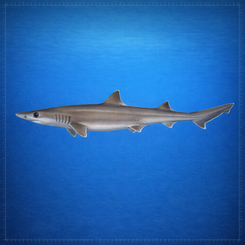 Generated editorial rendering of Mustelus Albipinnis using the PocketShark Codex reference-assisted workflow, shown in lateral specimen-board profile; not to scale.