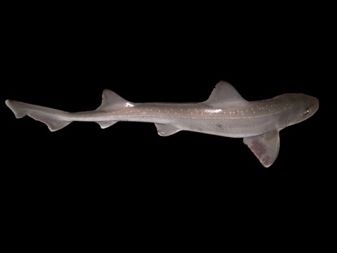 Starry smooth-hound specimen photograph showing the slim body and pale spotting; not to scale.