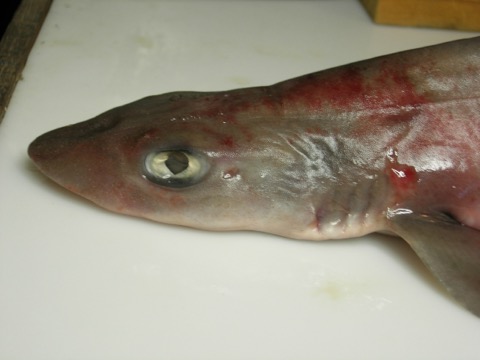 Tissue Collection specimen photograph of Mustelus palumbes in profile; not to scale.