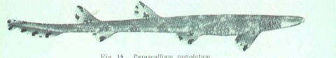 Historic necklace carpetshark reference image showing the compact body and saddle markings; not to scale.