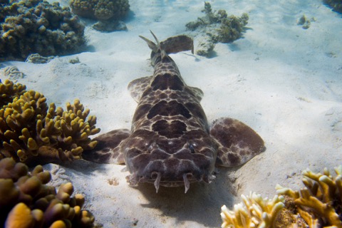 North Australian wobbegong photograph showing the low profile and reef camouflage; not to scale.