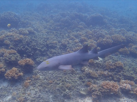 Pacific nurse shark photograph showing the broad head and barbels near the mouth; not to scale.