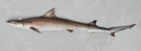 Observation photograph of Paragaleus leucolomatus in profile; not to scale.