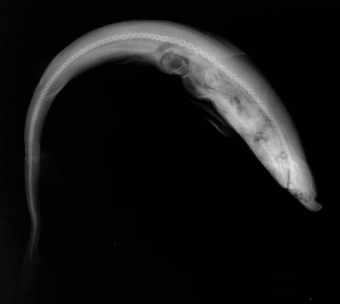 Atlantic weasel shark specimen X-ray from the Smithsonian collections; not to scale.