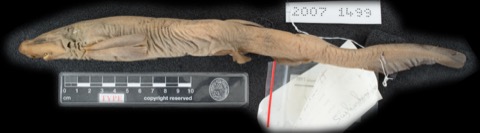 Museum specimen photograph of Parmaturus lanatus in lateral view; not to scale.