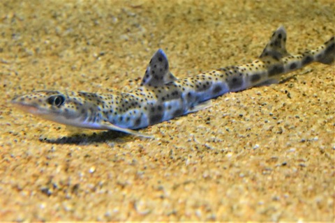 Proscyllium habereri photographed in an aquarium display; not to scale.