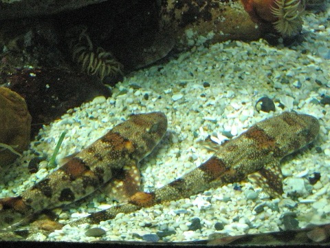 Puffadder shyshark photograph showing the short catshark body and dark saddle markings; not to scale.