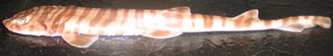 Quagga catshark reference photograph showing the striped-to-spotted body pattern and slender tail; not to scale.