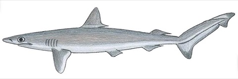 Brazilian sharpnose shark specimen photograph showing the narrow body and pointed snout; not to scale.