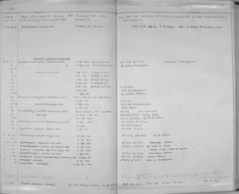 Natural History Museum specimen photograph of Schroederichthys tenuis in profile; not to scale.